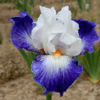 Ирис Iris Germanica ‘Ruban Bleu’ 